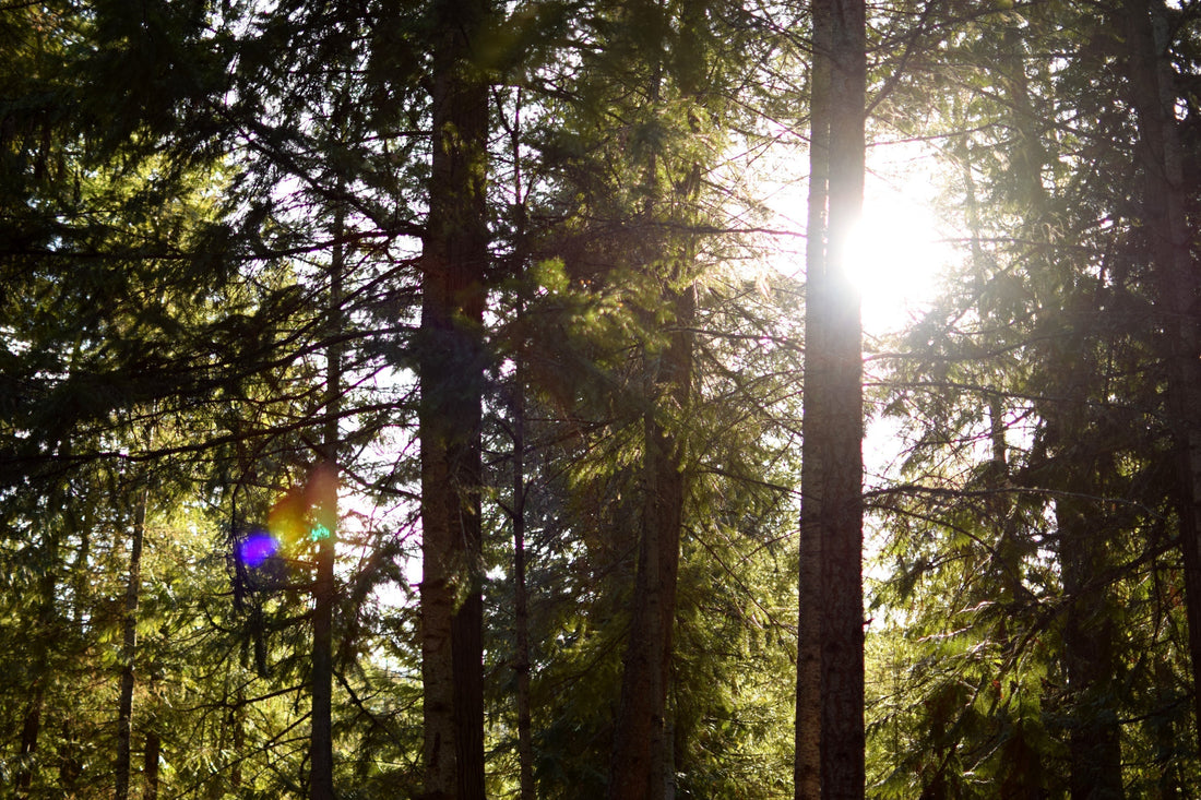Sun shining through the trees at Gold Panner Campground