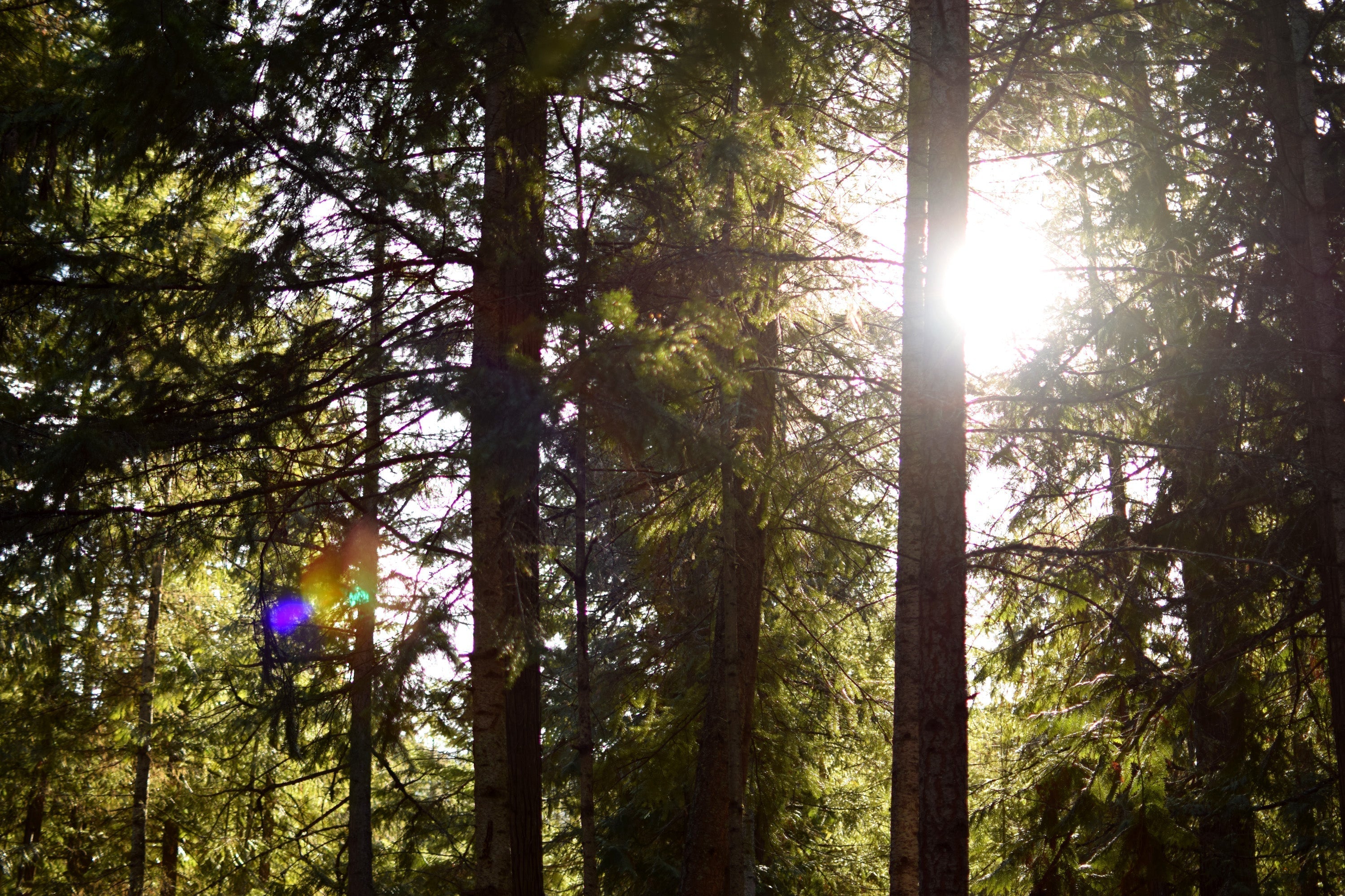 Sun shining through the trees at Gold Panner Campground